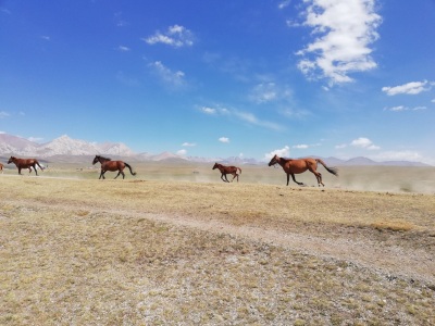 Splendid grasslands of Kyrgyzstan - one of the most magic places I've been to!