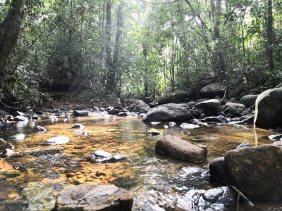 # Sinharaja Rain Forest

# UNESCO world heritage site in Sri lanka