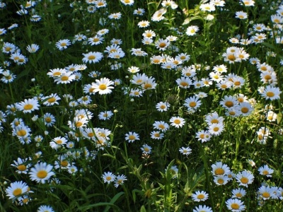 Wild Daisies along Lake Huron in Michigan