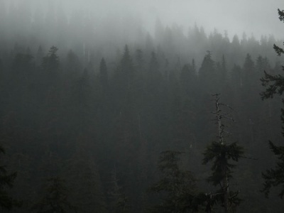 Stuck in a fog on top of a mountain in Pacific Crest Wilderness, Oregon, just north of Mount Hood. 
