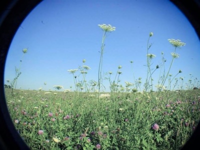wildflowers in the tallgrass plains of Iowa. 