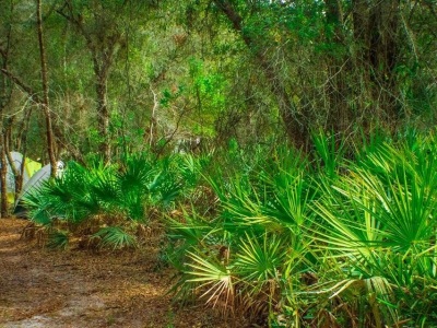 Camping trips in the deep south. 