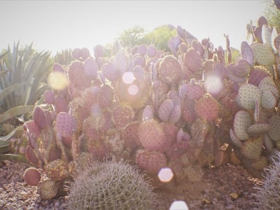Sonoran Desert Sunrises