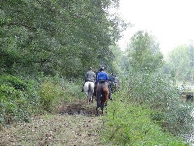 Horses and riders, near Maas river, Limburg region, Belgium 