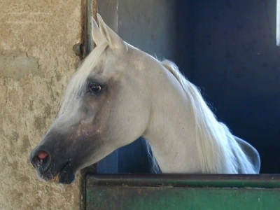 Lovely Egyptian-Arab horse, at Al-Zahraa state stud, Egypt 