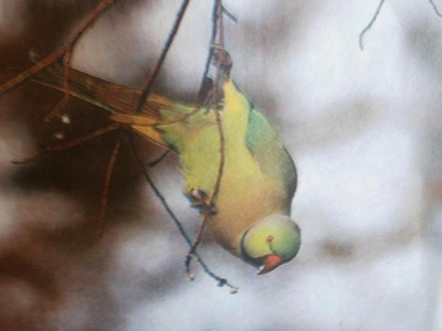 Parakeet in empty orchard, winter , NW Pakistan 