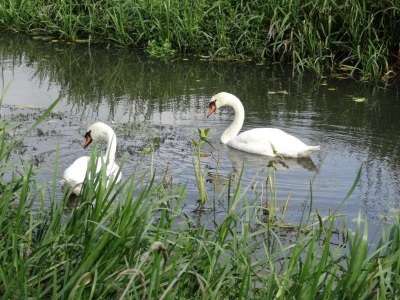 Swans, on the Thames river, UK 