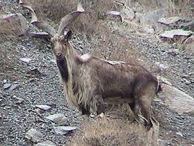 Markhor, wild mountain goat, Northern Pakistan 
