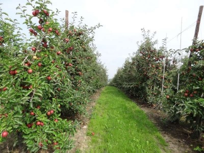 Apple trees, Belgium 