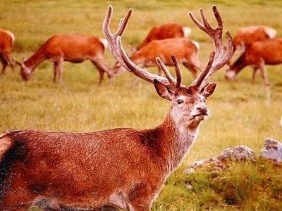 The Red Deer of Rhum, Scotland, c 1995